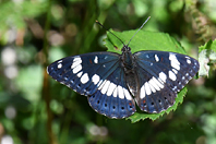 Limenitis reducta